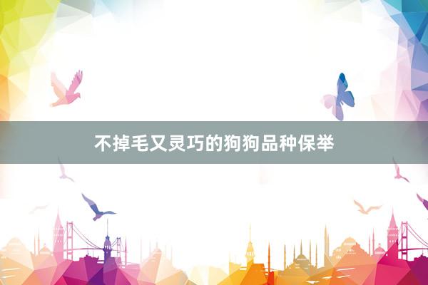 不掉毛又灵巧的狗狗品种保举